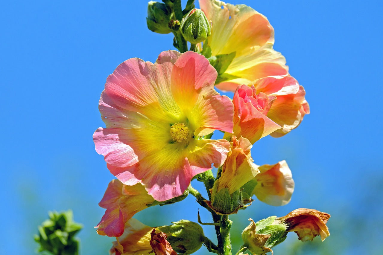 Hollyhock, Flower  Hibiscus plant