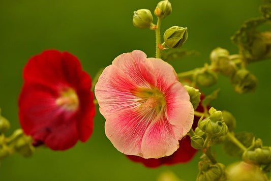 Hollyhock, Flower  Hibiscus plant