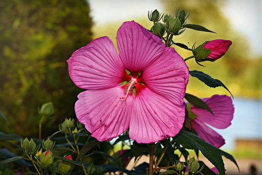 Hibiscus Hollyhock Beautiful flowers Plant