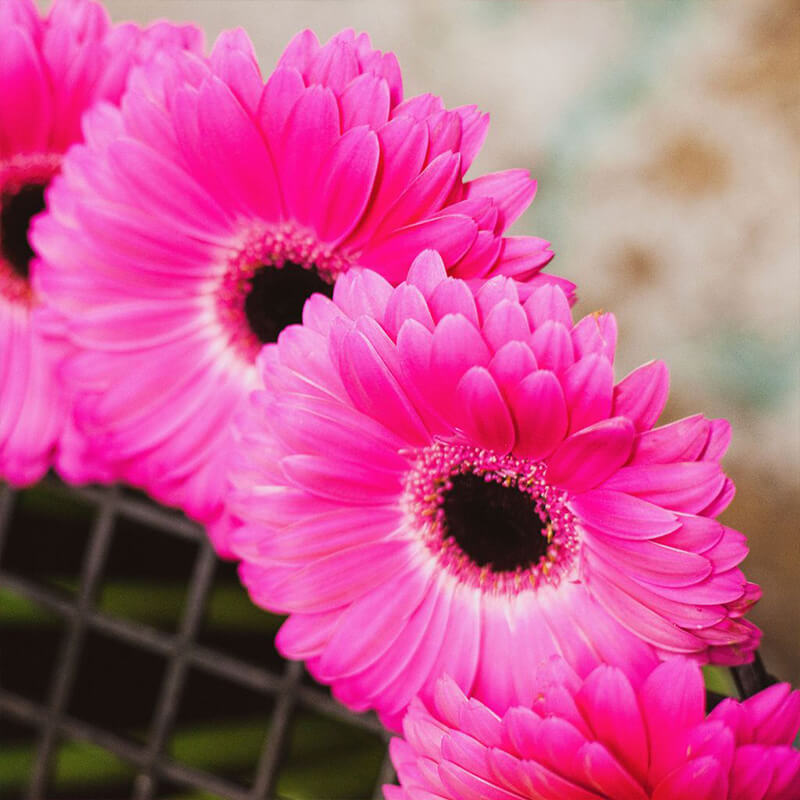 Gerbera  Perennial Flower Plant (Pink)