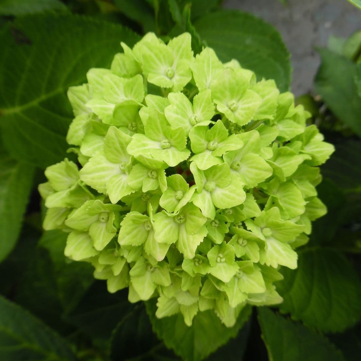 Hybrid Hydrengea Flowers Plant-Green