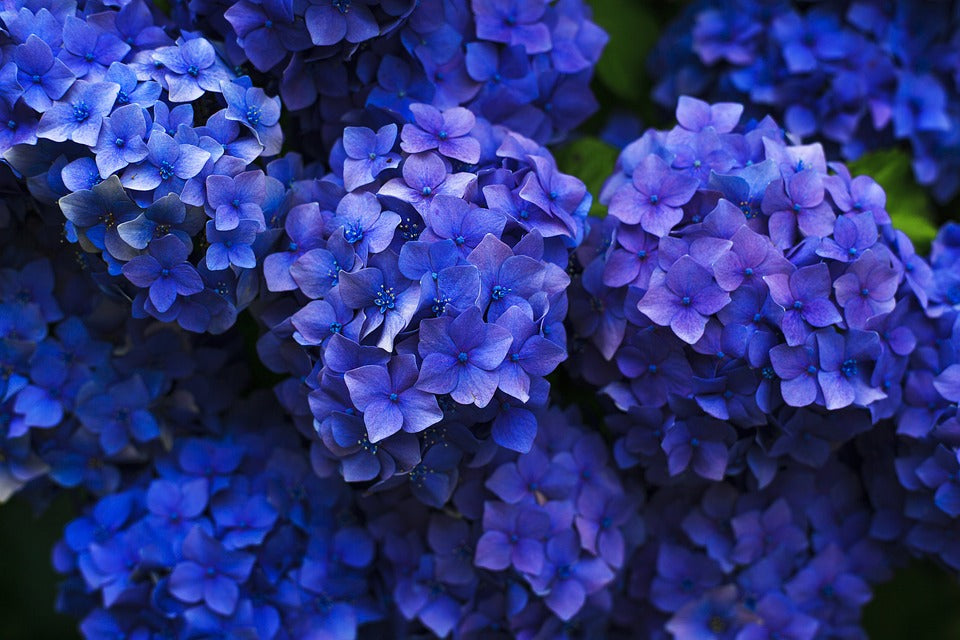 Hydrangeas, Blue, Flower Plant