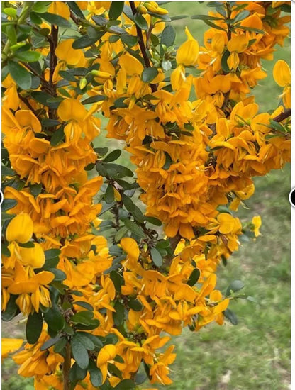 Yellow Blue Bell Flower Plant