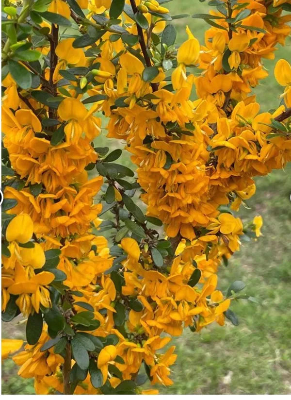 Yellow Blue Bell Flower Plant