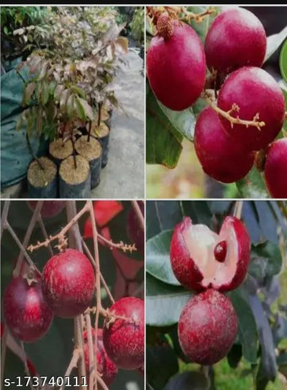 Rubi Ranghon Fruit Plant Grafted