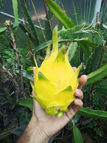 Yellow Colour  Dragon Fruit Plant