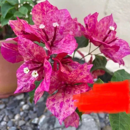 (Gardenershub) Bougainvillea flowers plant