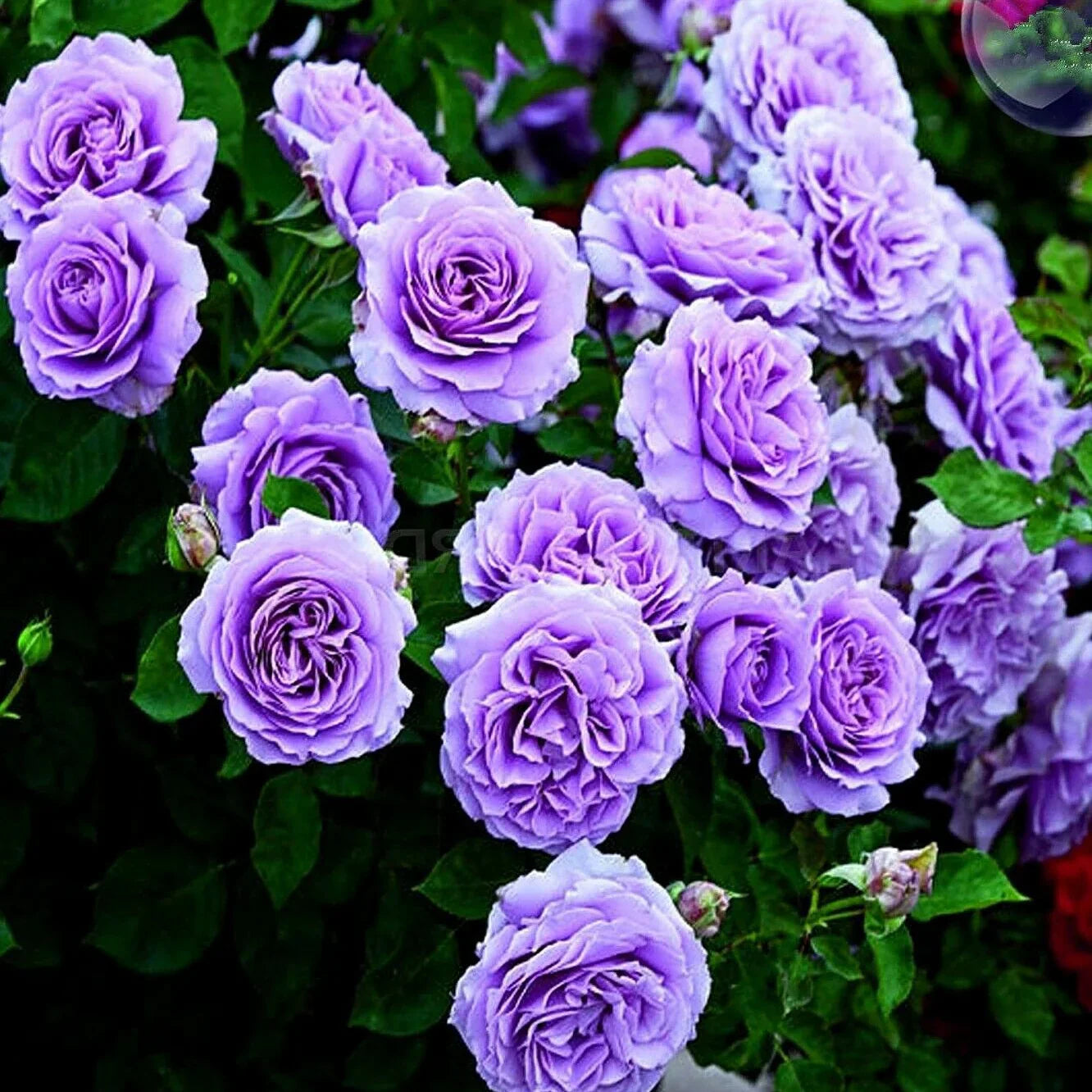 Climbing Rose Flower Plants(Purple)