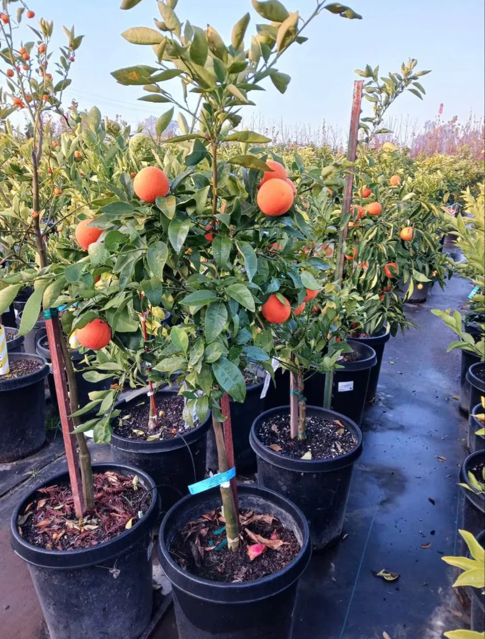 Red Malta Orange Plant (Grafted)