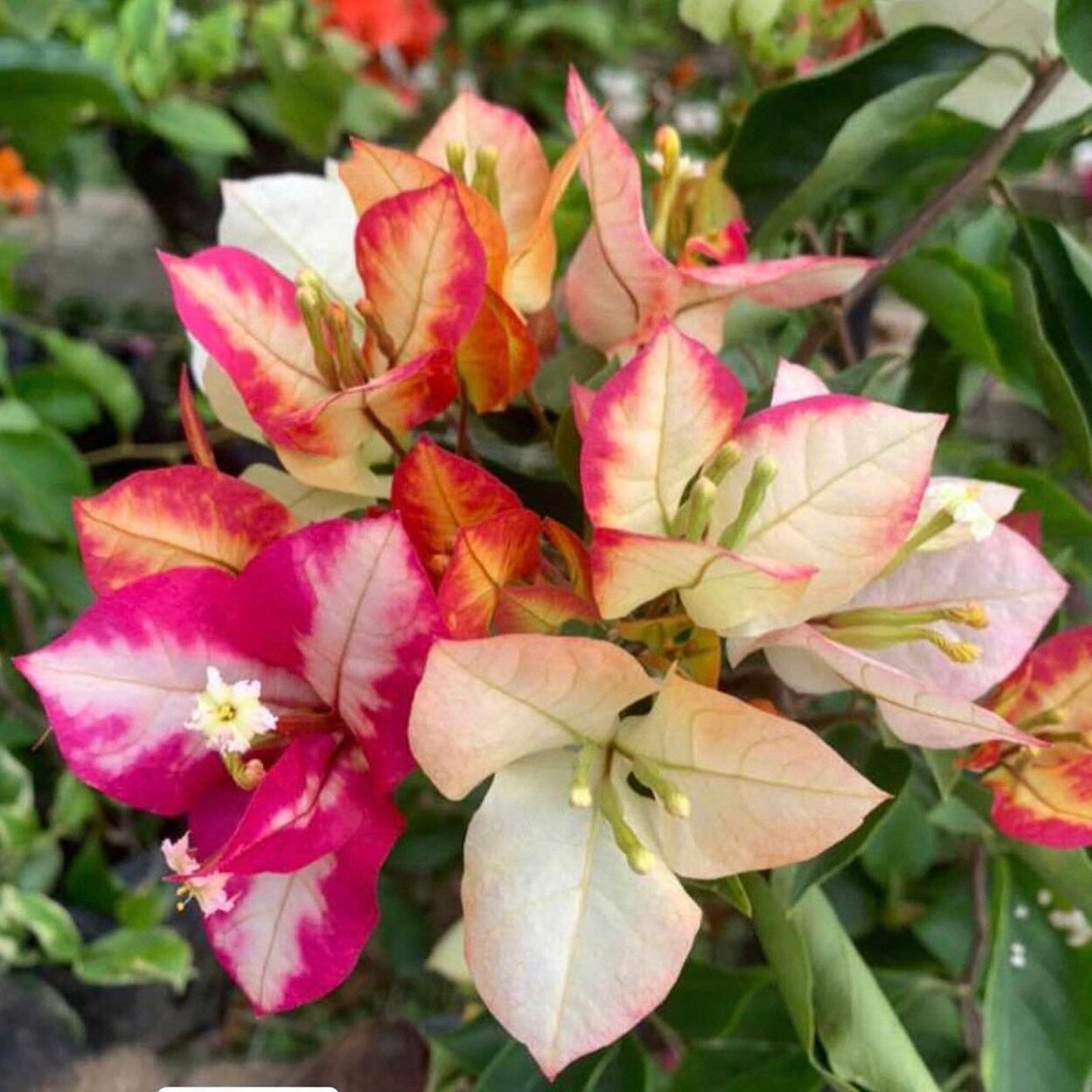 (Gardenershub) Bougainvillea Flowers Plant For Gardening