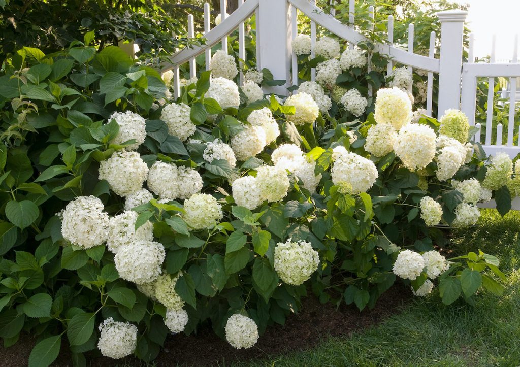 Hydrengea Flowers Plant-White Colour