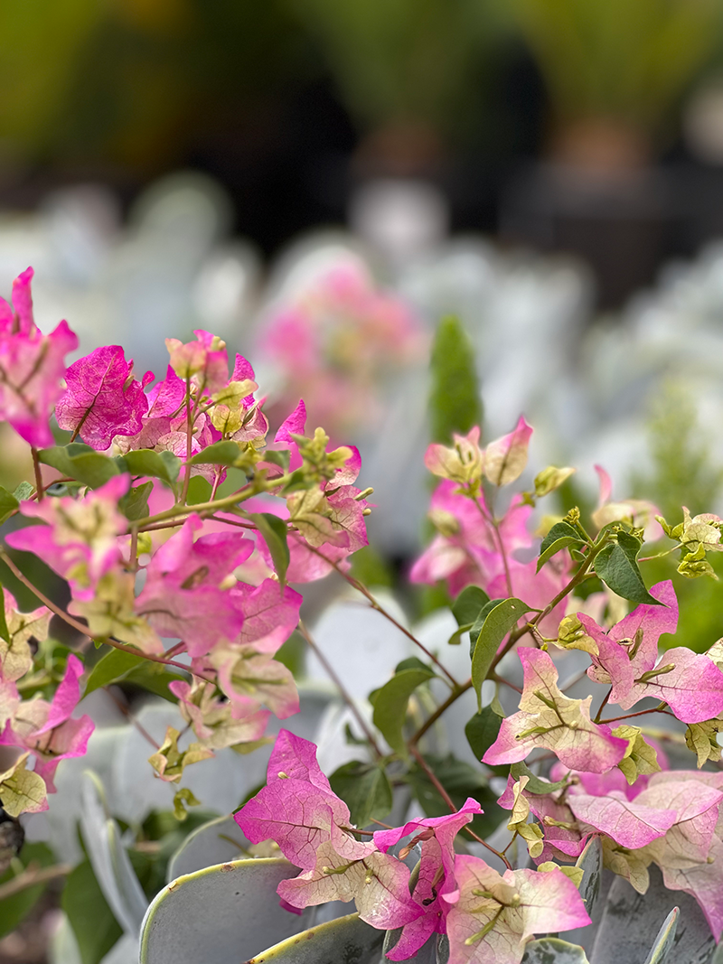 (Gardenershub) Bougainvillea Flowers Plant For Home Garden