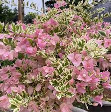 Pink Patch Bougainvillea flower plant