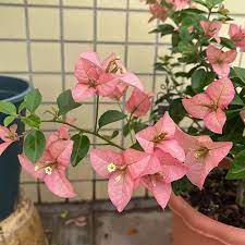 Kayata Bougainvillea flower plant