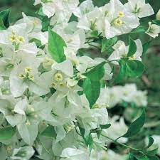 Balaka Bougainvillea flower plant