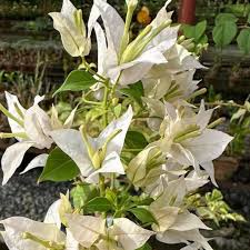 Balaka Bougainvillea flower plant