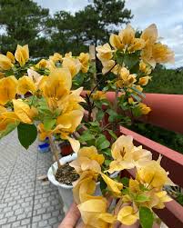 Suvarna Bougainvillea flower plant