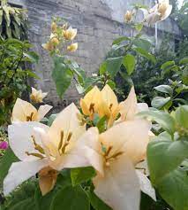 Suvarna Bougainvillea flower plant