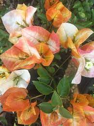 7 Star Bougainvillea flower plant