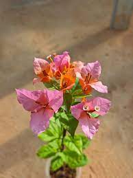 Mahathir pink bougainvillea flower plant