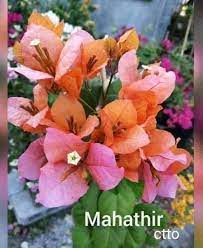 Mahathir pink bougainvillea flower plant