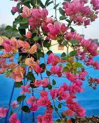 Lady Bird Wings Bougainvillea flower plant