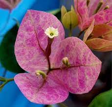 Lady Bird Wings Bougainvillea flower plant