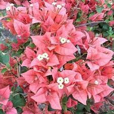 Brizza Peach Bougainvillea