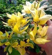 Foxtail Yellow Bougainvillea flower plant