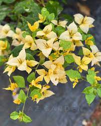 Foxtail Yellow Bougainvillea flower plant
