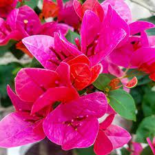 Watermelon Kiss Bougainvillea flower plant