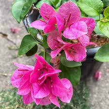 Watermelon Kiss Bougainvillea flower plant