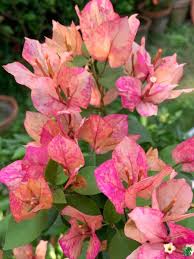 Arjuna Bougainvillea flower plant