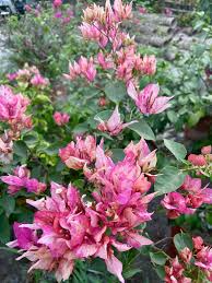Arjuna Bougainvillea flower plant