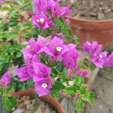 Spectrum Bougainvillea flower plant