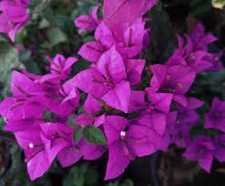 Spectrum Bougainvillea flower plant