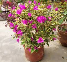 Blueberry Ice Bougainvillea flower plant