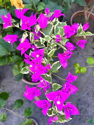Blueberry Ice Bougainvillea flower plant