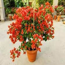 Daimond Orange Bougainvillea flower plant