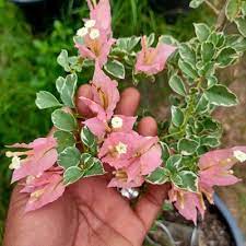 Sakura Belacan rare bougainvillea