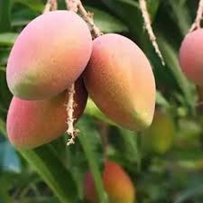 Amrapalli Mango Fruit Plant (Grafted.)