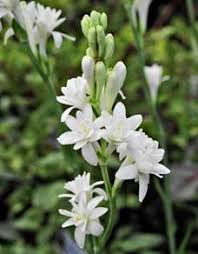 Tuberose/Mexican Tuberose-Seeds- Pack Of 10