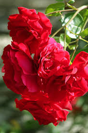 Climbing Rose Flower Plants (Red)