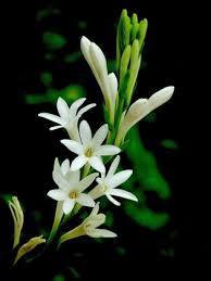 Tuberose/Mexican Tuberose-Seeds- Pack Of 10