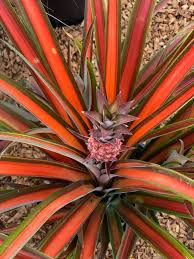 Red Pineapple Plant | Anaras Plant