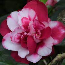 Hybrid Camelia Flowers Plant New