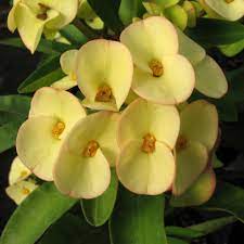 Hybrid Euphorbia Flowers Plant (Yellow)