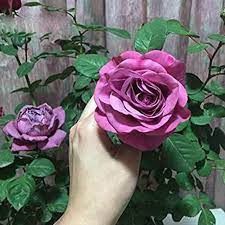 Hybrid Grafted Rose Flower  Plant