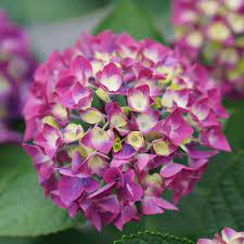 Hybrid Hydreangea Plant For Gardening