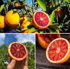 Moro Blood Orange Fruit Plant